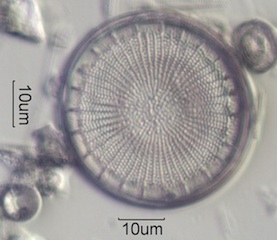 Stephaodiscus niagrae